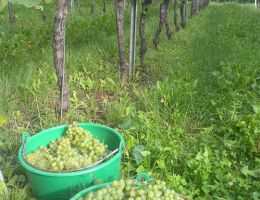 Immagine 2 di VENETO DURELLO I.G.T. CANTINA TONELLO