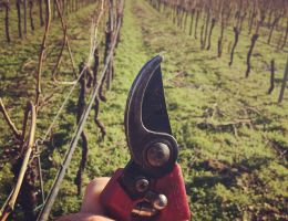 Immagine 3 di VENETO DURELLO I.G.T. CANTINA TONELLO