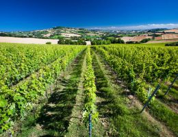 Immagine 3 di CONERO D.O.C.G. RISERVA ROSSINI