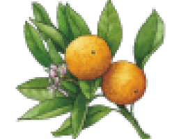 Immagine 1 di MIELE DI AGRUMI CANAVESANO