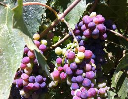 Immagine 4 di ROSSO MARCHE I.G.T. OZIO