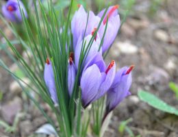 Immagine 3 di ZAFFERANO SANGAVINESE D.O.P.