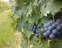 Immagine 3 di CONERO D.O.C.G. RISERVA PIGMENTO