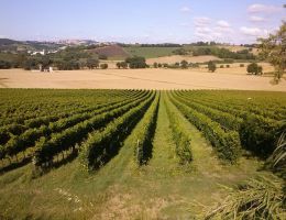 Immagine 2 di CONERO D.O.C.G. RISERVA PIGMENTO