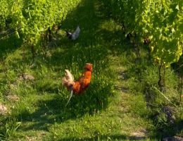 Immagine 2 di ORTO BIANCO DI VENEZIA
