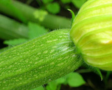 Immagine 1 di Zucchina romanesca