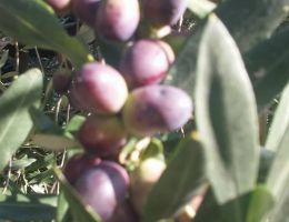 Immagine 3 di OLIO EXTRAVERGINE DI OLIVA GARDA BRESCIANO D.O.P. CULTIVAR CASALIVA IL BROLO