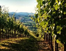 Immagine 3 di VERDICCHIO DEI CASTELLI DI JESI RISERVA CLASSICO  D.O.C.G. CRISIO