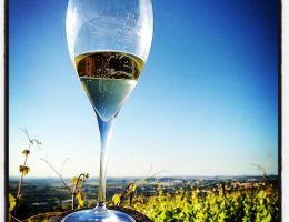 Immagine 5 di VERDICCHIO DEI CASTELLI DI JESI RISERVA CLASSICO  D.O.C.G. CRISIO