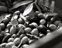 Immagine 2 di OLIO EXTRAVERGINE DI OLIVA D.O.P. GARDA ORIENTALE