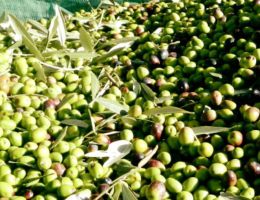 Immagine 4 di OLIO EXTRAVERGINE DI OLIVA D.O.P. GARDA ORIENTALE