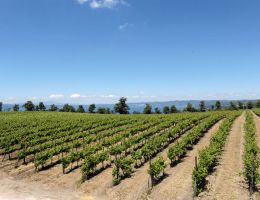 Immagine 3 di EST! EST!! EST!! DI MONTEFIASCONE D.O.C. POGGIO DEL CARDINALE