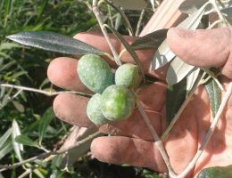 Immagine 2 di OLIO EXTRAVERGINE DI OLIVA SABINA D.O.P.