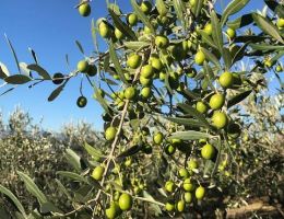 Immagine 4 di OLIO EXTRAVERGINE DI OLIVA BLEND DI CATEGORIA SUPERIORE COSTA DEL RIPARO BIO