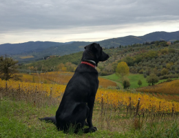 Immagine 2 di CHIANTI CLASSICO RISERVA D.O.C.G.