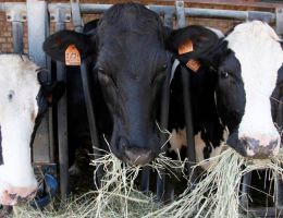 Immagine 3 di SQUACQUERONE ROMAGNA D.O.P.