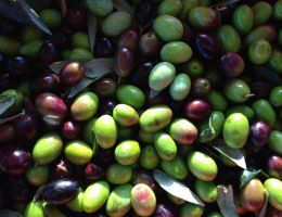 Immagine 3 di OLIO EXTRAVERGINE DI OLIVA QUALITA' SUPERIORE BEATO ENRICO