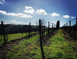 Immagine 2 di CHIANTI COLLI FIORENTINI D.O.C.G. IL CASTELVECCHIO