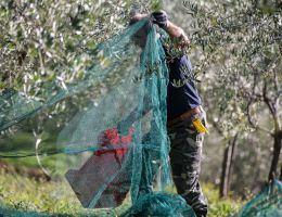 Immagine 1 di OLIO EXTRAVERGINE DI OLIVA CULTIVAR BIANCHERA DI QUALITA' SUPERIORE