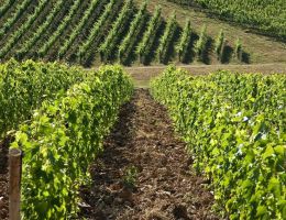 Immagine 3 di CHIANTI CLASSICO RISERVA D.O.C.G.