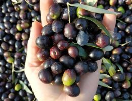 Immagine 5 di OLIO EXTRAVERGINE DI OLIVA GRAND CRU' COLLE DELL'EREMITA BLEND DI CATEGORIA SUPERIORE