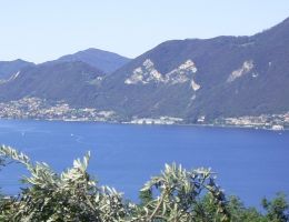 Immagine 5 di OLIO EXTRAVERGINE DI OLIVA BIO DI FRANCIACORTA BLEND DI CATEGORIA SUPERIORE MASSUSSI