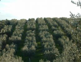 Immagine 2 di OLIO EXTRAVERGINE DI OLIVA CULTIVAR GENTILE DI CHIETI DI CATEGORIA SUPERIORE