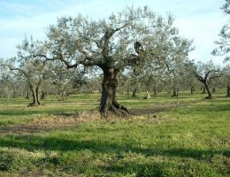 Immagine 3 di OLIO EXTRAVERGINE DI OLIVA CULTIVAR GENTILE DI CHIETI DI CATEGORIA SUPERIORE
