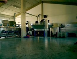 Immagine 4 di OLIO EXTRAVERGINE DI OLIVA CULTIVAR GENTILE DI CHIETI DI CATEGORIA SUPERIORE