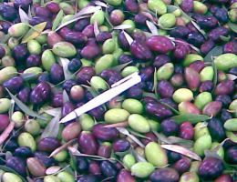 Immagine 5 di OLIO EXTRAVERGINE DI OLIVA CULTIVAR GENTILE DI CHIETI DI CATEGORIA SUPERIORE