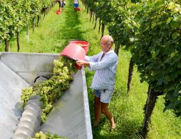 Immagine 3 di C.O.F. VERDUZZO FRIULANO D.O.C.