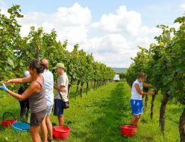 Immagine 4 di C.O.F. VERDUZZO FRIULANO D.O.C.