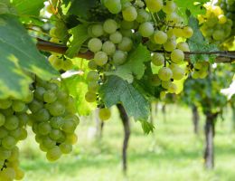 Immagine 5 di C.O.F. VERDUZZO FRIULANO D.O.C.