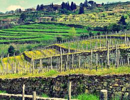 Immagine 2 di CHIANTI CLASSICO D.O.C.G. ANTICO LAMOLE VIGNA GROSPOLI