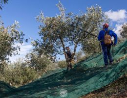 Immagine 4 di OLIO EXTRAVERGINE DI OLIVA D.O.P. UMBRIA COLLI ASSISI SPOLETO CASALONTANA CATEGORIA SUPERIORE