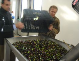 Immagine 3 di OLIO EXTRAVERGINE DI OLIVA BLEND DI ALTA QUALITA'