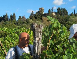 Immagine 2 di CHIANTI D.O.C.G. MONTESPERTOLI RISERVA