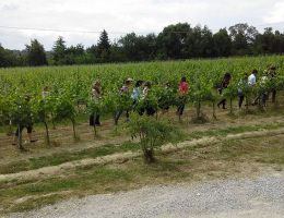 Immagine 3 di CHIANTI D.O.C.G. MONTESPERTOLI RISERVA