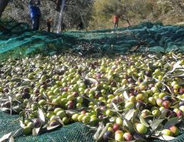 Immagine 3 di OLIO EXTRAVERGINE DI OLIVA D.O.P. TERGESTE