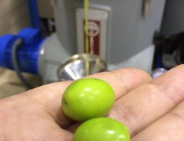 Immagine 4 di OLIO EXTRAVERGINE DI OLIVA D.O.P. TERGESTE