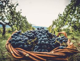 Immagine 3 di MONTEPULCIANO D'ABRUZZO D.O.C. VILLA GEMMA RISERVA