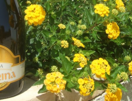 Immagine 4 di TIBERINA STILE BLONDE ALE