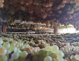 Immagine 1 di VIN SANTO BIANCO DELL'EMPOLESE D.O.C.