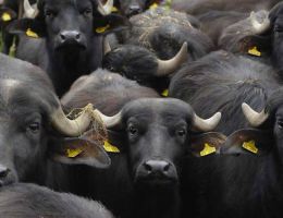Immagine 4 di MOZZARELLA DI BUFALA LOMBARDA MOLINO DELLE BUFALE