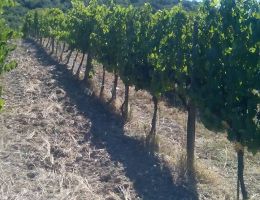 Immagine 2 di TERRED DI SOTTO ORCIA D.O.C. RISERVA