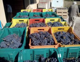 Immagine 3 di TERRED DI SOTTO ORCIA D.O.C. RISERVA