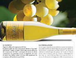 Immagine 1 di GAVI D.O.C.G. SALLUVII CASTELLARI BERGAGLIO VINI