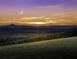 Immagine 2 di GAVI D.O.C.G. SALLUVII CASTELLARI BERGAGLIO VINI