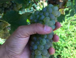 Immagine 4 di PASSERINA I.G.T. COLLINE TEATINE