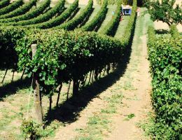 Immagine 5 di PASSERINA I.G.T. COLLINE TEATINE